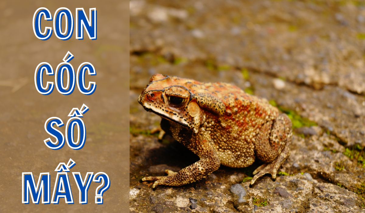 điềm báo khi mơ thấy cóc? nằm mơ thấy cóc đánh con gì? 3 mơ thấy cóc đánh số gì?