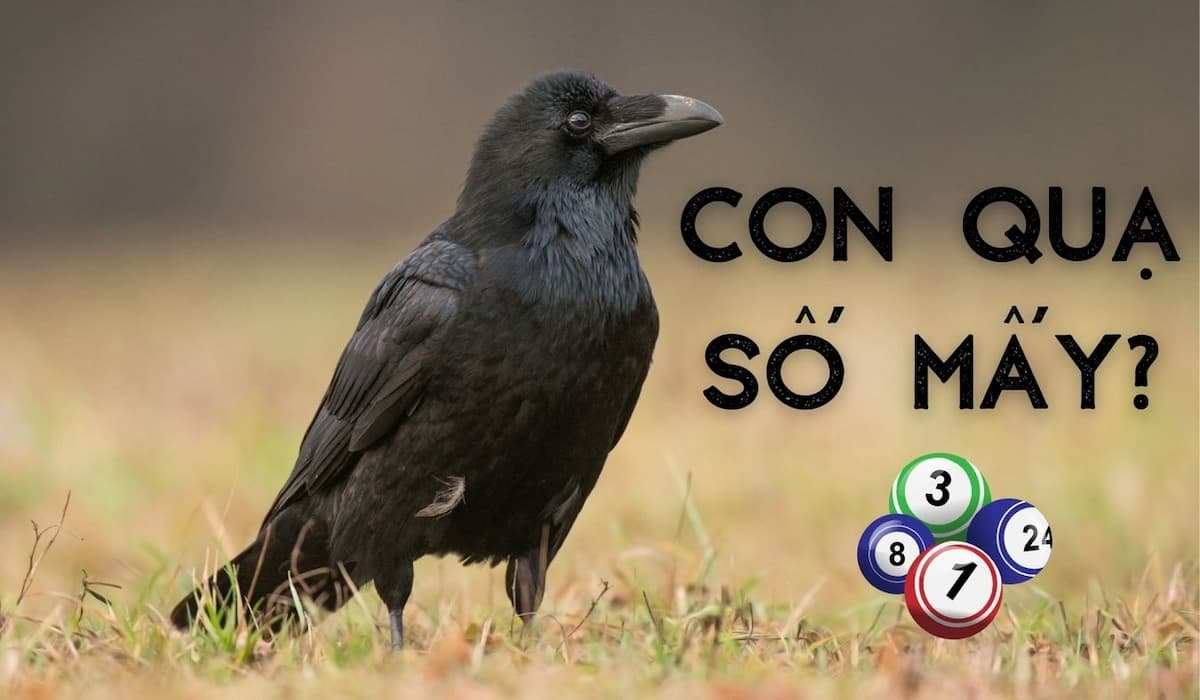 con quạ số mấy? nằm mơ thấy quạ là điềm báo gì? 3 con quạ số mấy?