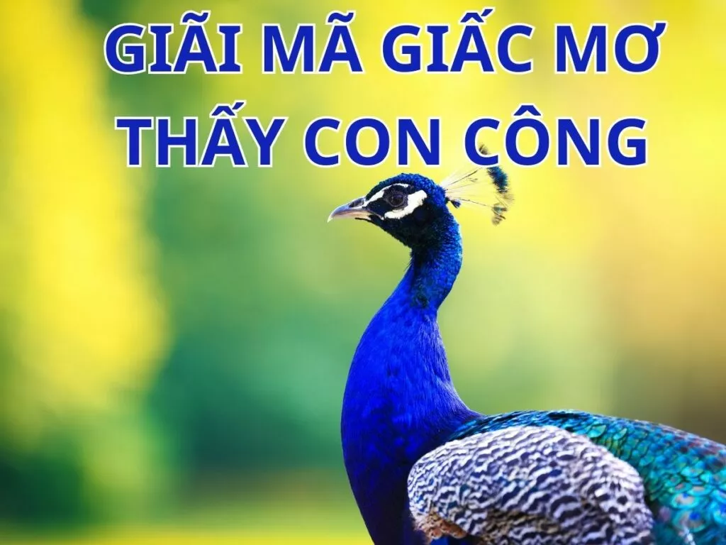 mơ thấy con công là điềm gì? đánh số gì để dễ trúng? 9 giai ma chi tiet giac mo thay cong