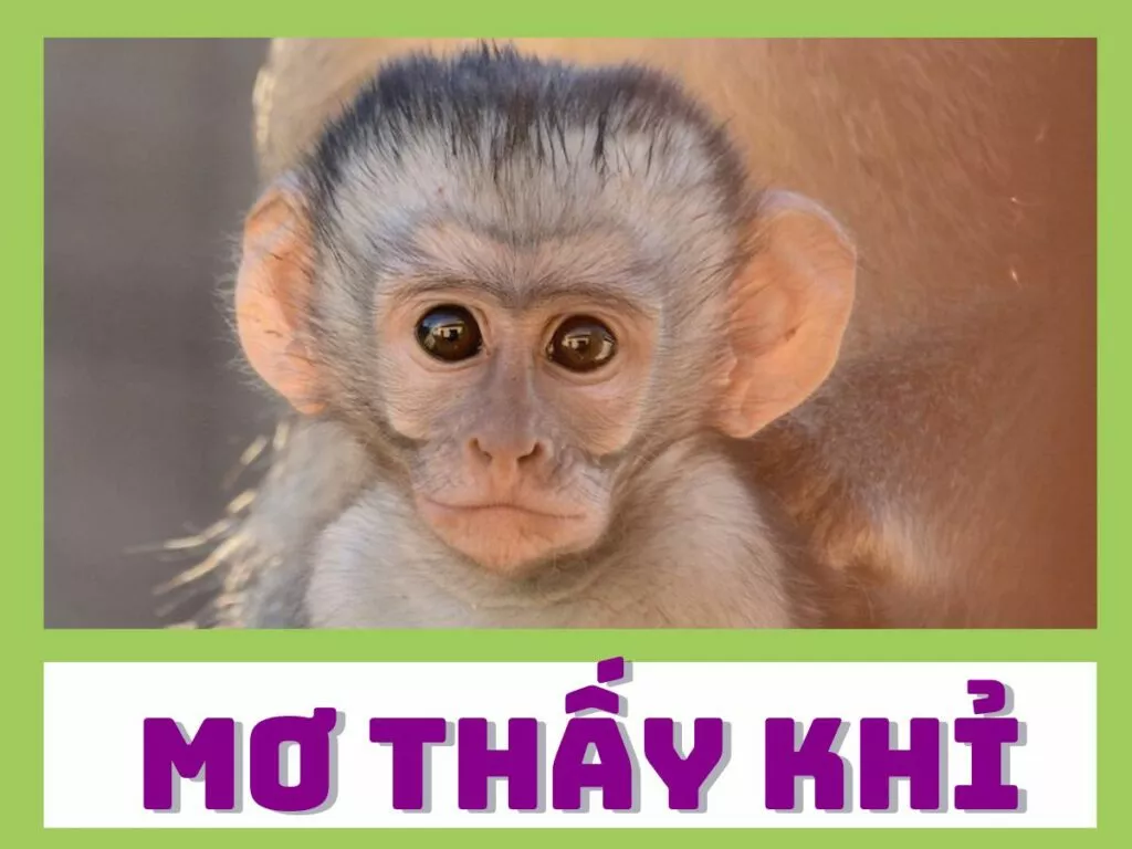 mơ thấy khỉ đánh con gì? giải mã giấc mơ thấy con khỉ trong lô đề 13 giai ma giac mo thay khi