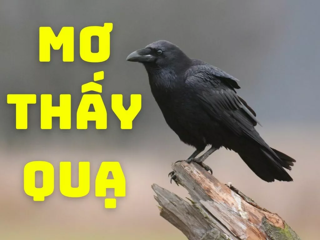 con quạ số mấy? nằm mơ thấy quạ là điềm báo gì? 2 giai ma giac mo thay qua
