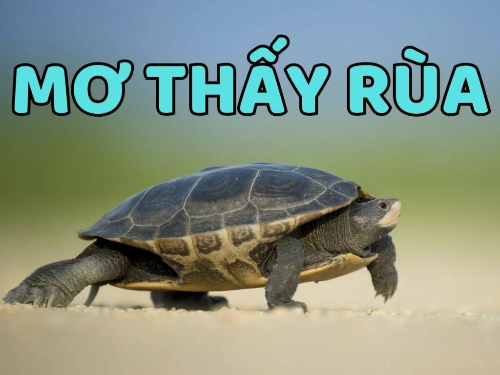 mơ thấy rùa đánh số gì may mắn? điềm báo giấc mơ thấy rùa 3 giai ma giac mo thay rua