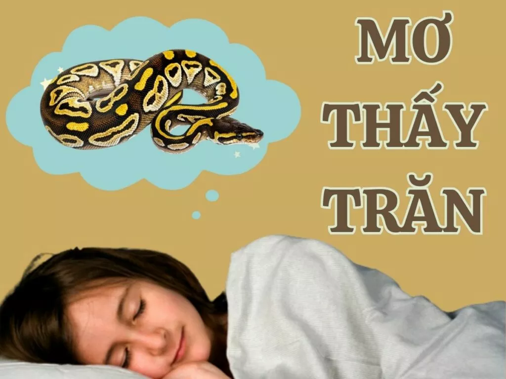 chiêm bao thấy trăn đánh số mấy? 1 giai ma giac mo thay tran
