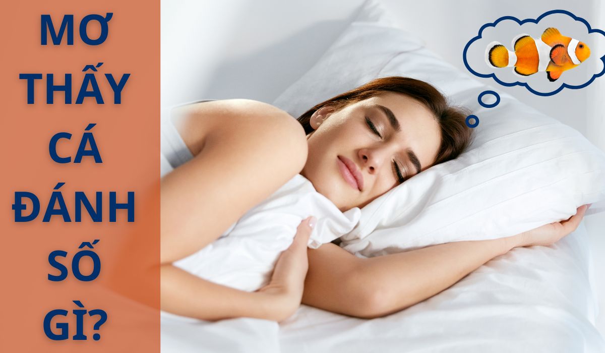mơ thấy cá đánh số mấy? giải mã chi tiết giấc mơ thấy cá 3 nằm mơ thấy cá nên đánh số gì