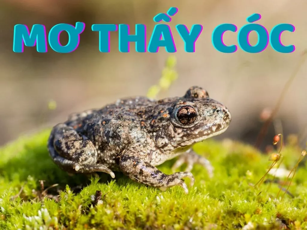 điềm báo khi mơ thấy cóc? nằm mơ thấy cóc đánh con gì? 17 mo thay coc