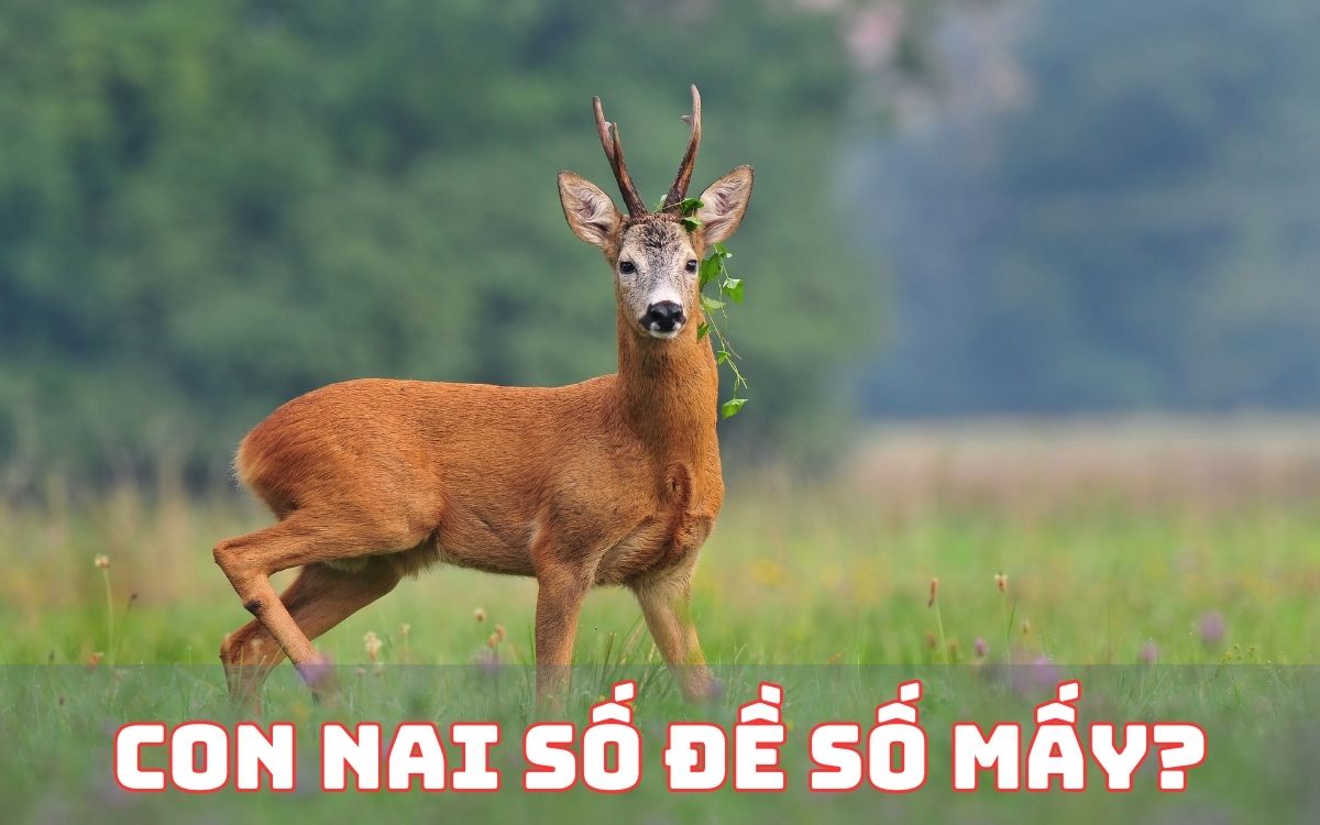 mơ thấy nai - ngủ mơ thấy nai đánh lô con gì? 3 mơ thấy con nai đánh số mấy?