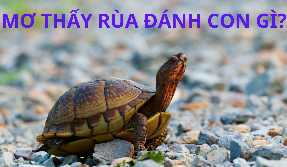 mơ thấy rùa đánh số gì may mắn? điềm báo giấc mơ thấy rùa 3 con rùa số mấy
