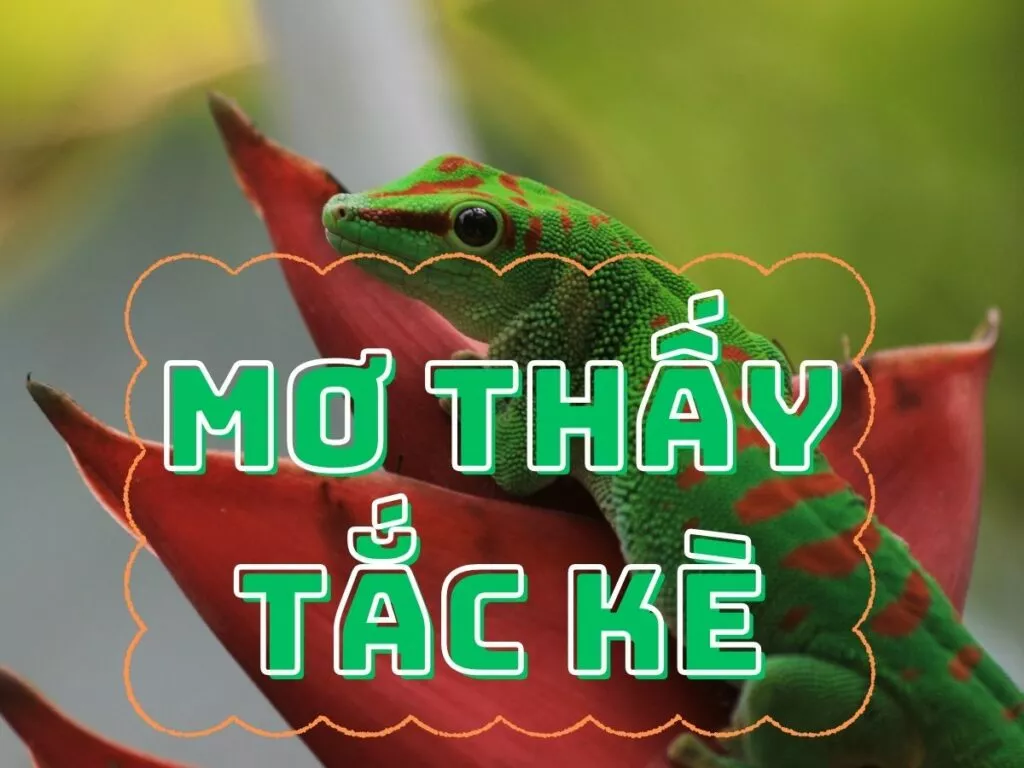 mơ thấy tắc kè đánh đề số mấy? giải mã giấc mơ thấy tắc kè 10 mo thay tac ke