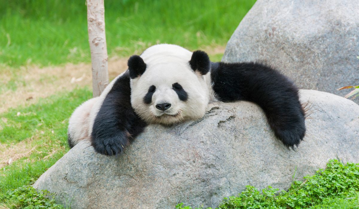 mơ thấy con gấu đánh đề con gì? giải mã giấc mơ thấy gấu 2 mơ thấy gấu trúc
