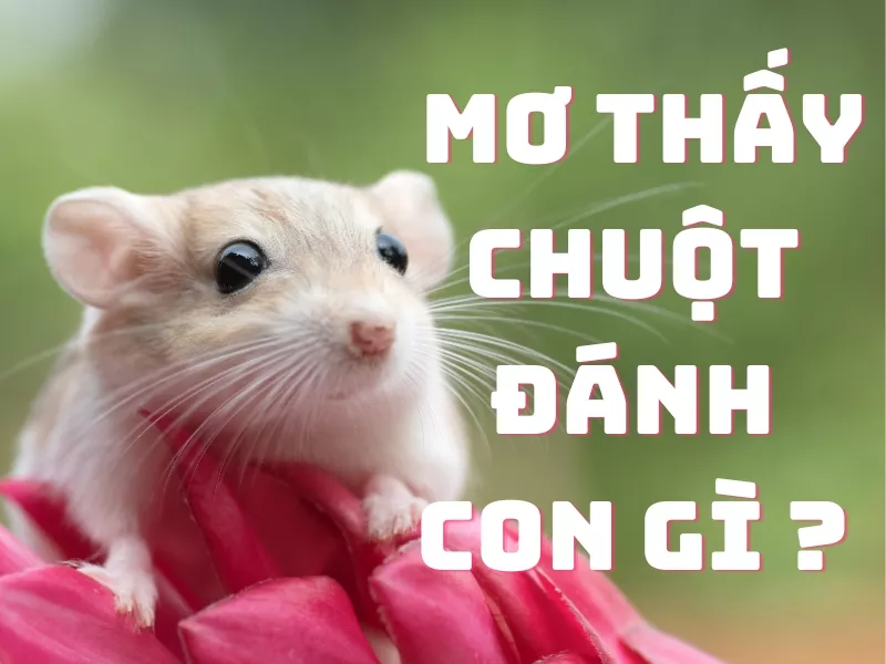 giải mã giấc mơ thấy chuột và những con số đánh lô may mắn 11 mo thay chuot danh con gi.jpg
