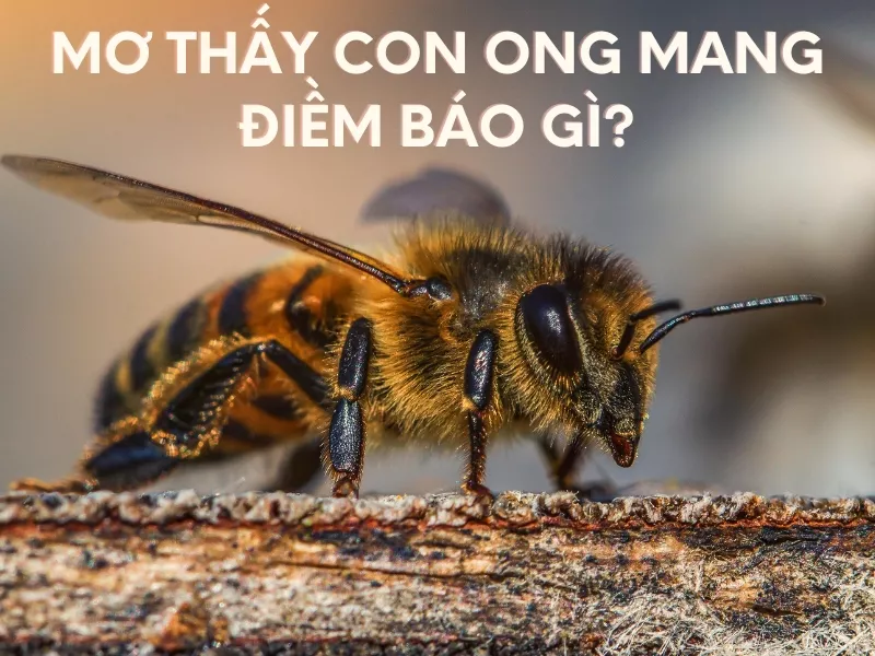 giải mã giấc mơ thấy con ong và con số lô đề chuẩn xác 40 mo thay con ong mang diem bao gi.jpg
