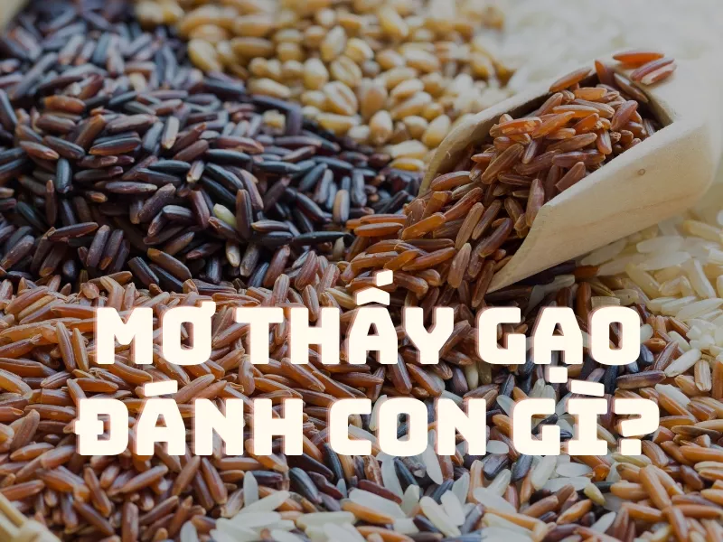 giải mã giấc mơ thấy gạo: tìm hiểu con số may mắn để đánh trong giấc mơ gạo 27 mo thay gao danh con gi.jpg