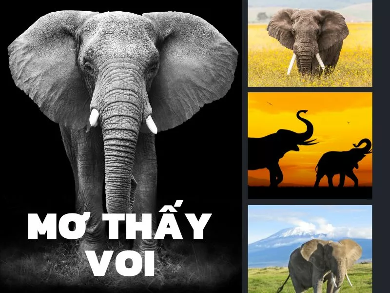 cách giải mã giấc mơ thấy voi đánh con gì và chiến lược chơi lô đề để thắng lớn 1 giai ma giac mo thay voi.jpg